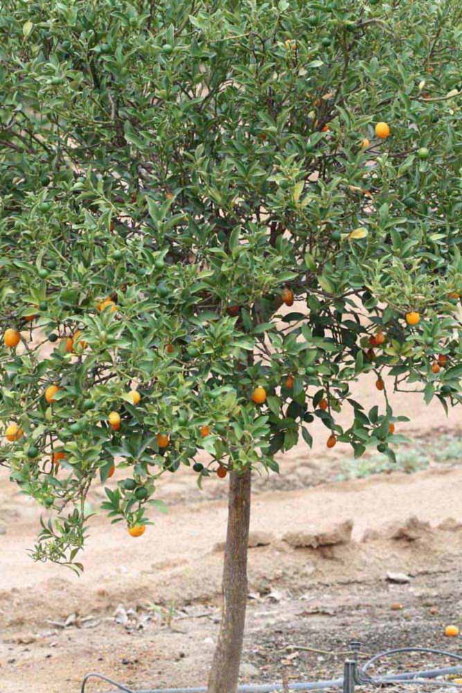            Habit (Riverside, CA)   